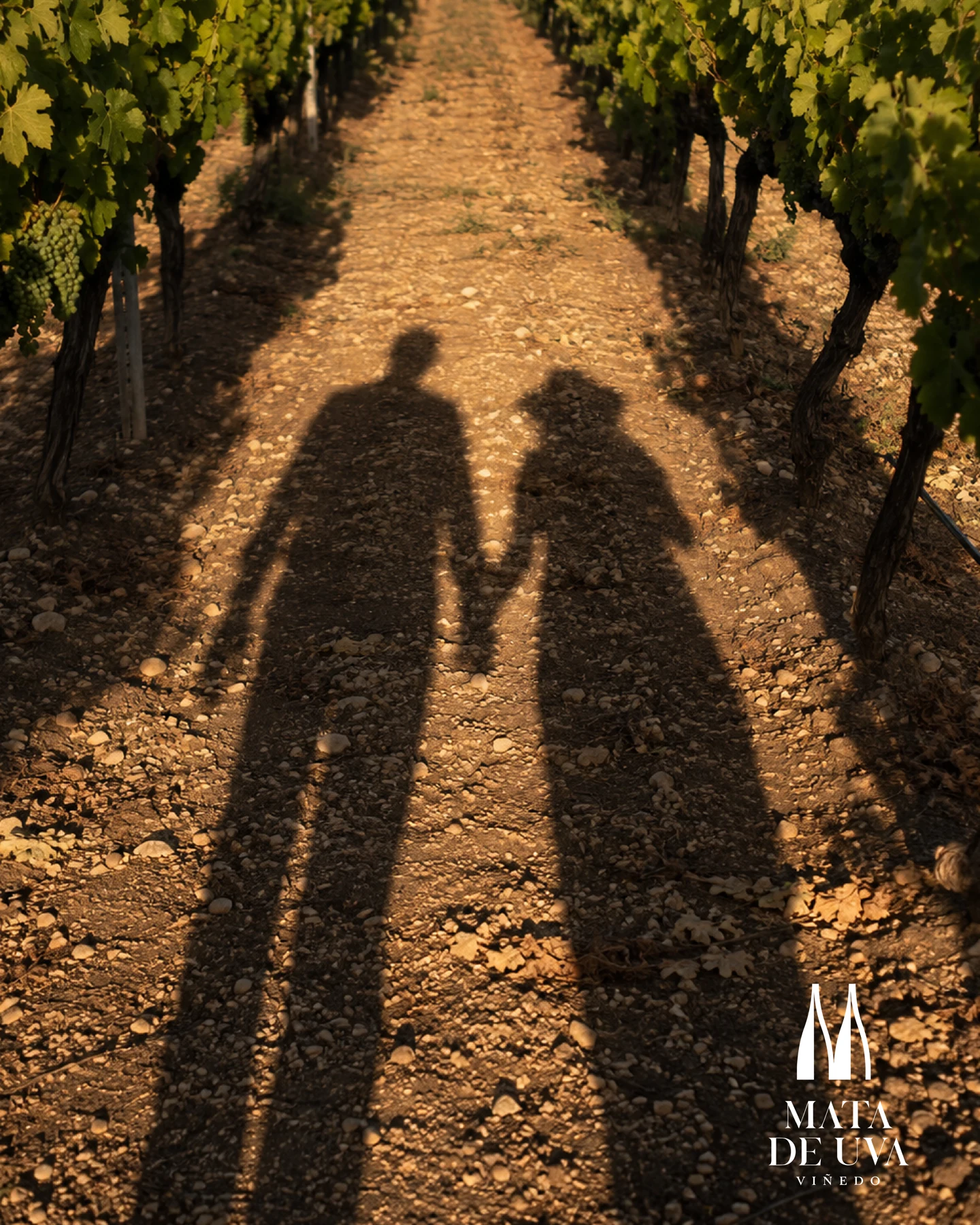 Dos sombras caminan juntas entre las vides iluminadas por el sol